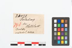 Etikett zu Beinnadelspitzenschoner (NHMW-PRAE-026078)